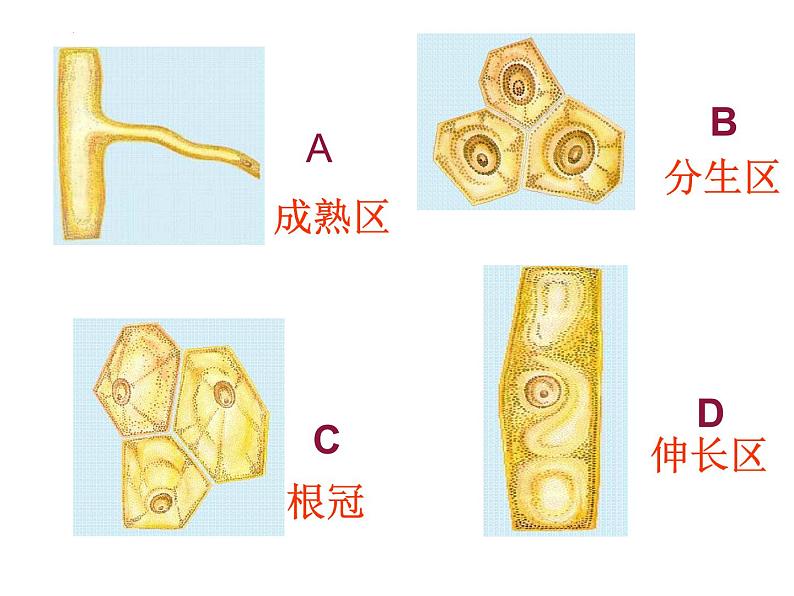 3.2.2植株的生长课件2023--2024学年人教版生物七年级上册第6页