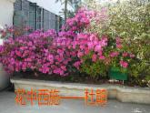 3.2.3开花和结果课件2023--2024学年人教版生物七年级上册