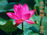 3.2.3开花和结果课件2023--2024学年人教版生物七年级上册