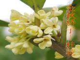 3.2.3开花和结果课件2023--2024学年人教版生物七年级上册