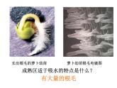 3.3绿色植物与生物圈的水循环课件2023--2024学年人教版生物七年级上册