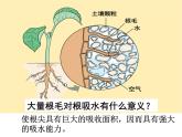 3.3绿色植物与生物圈的水循环课件2023--2024学年人教版生物七年级上册