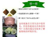 3.5.2绿色植物的呼吸作用课件2023--2024学年人教版生物七年级上册