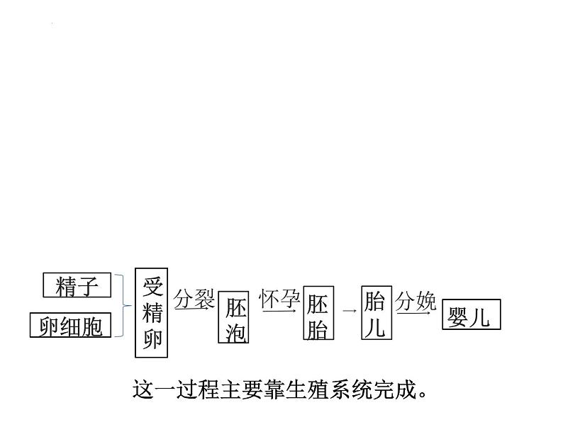 4.1.2人的生殖课件2023--2024学年人教版生物七年级下册第3页