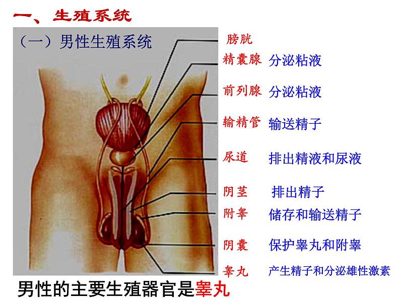 4.1.2人的生殖课件2023--2024学年人教版生物七年级下册第4页