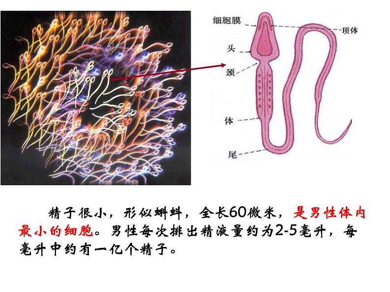 4.1.2人的生殖课件2023--2024学年人教版生物七年级下册第6页