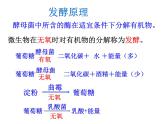 5.4.5人类对细菌和真菌的利用课件2023--2024学年人教版生物八年级上册