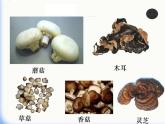 5.4.1细菌和真菌的分布课件2023--2024学年人教版生物八年级上册