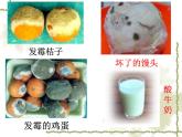 5.4.1细菌和真菌的分布课件2023--2024学年人教版生物八年级上册