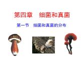 5.4.1细菌和真菌的分布课件2023--2024学年人教版生物八年级上册