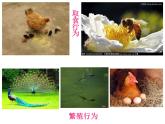 5.2.2先天性行为和学习行为课件2023--2024学年人教版生物八年级上册