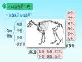 5.2.1动物的运动课件2023--2024学年人教版生物八年级上册