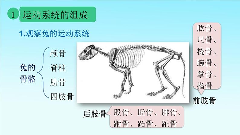 5.2.1动物的运动课件2023--2024学年人教版生物八年级上册第4页