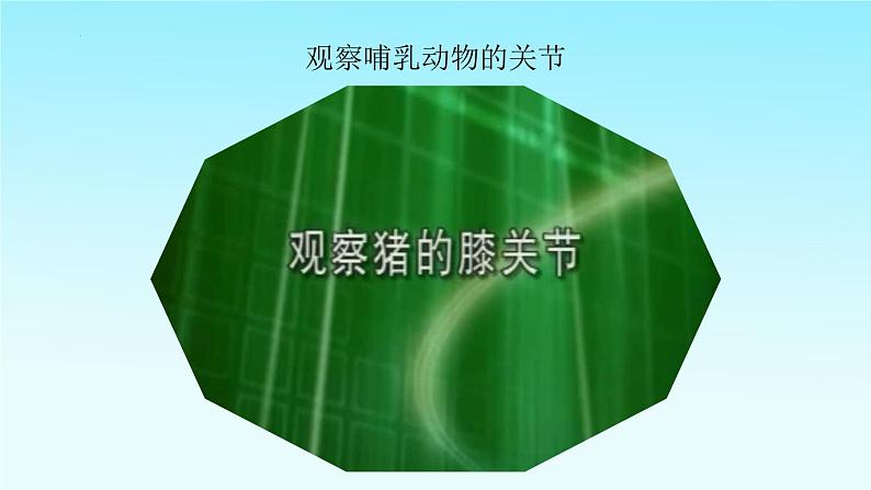 5.2.1动物的运动课件2023--2024学年人教版生物八年级上册第5页