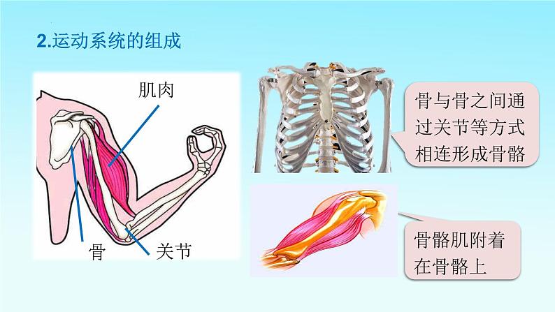 5.2.1动物的运动课件2023--2024学年人教版生物八年级上册第7页