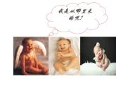 4.3++人类的生殖和发育++单元整体复习课件-2023-2024学年济南版生物八年级上册