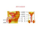 4.3++人类的生殖和发育++单元整体复习课件-2023-2024学年济南版生物八年级上册
