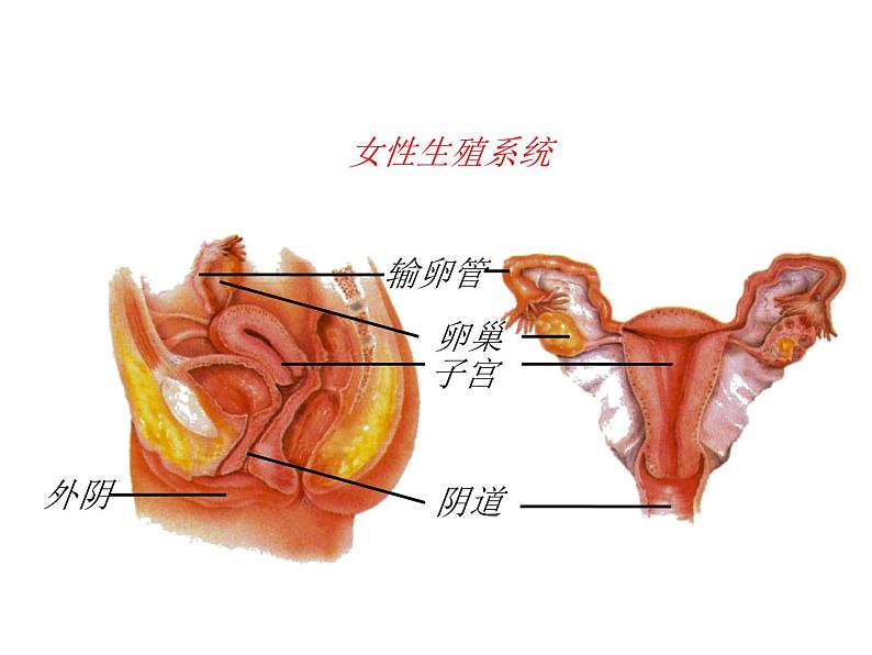 4.3++人类的生殖和发育++单元整体复习课件-2023-2024学年济南版生物八年级上册05