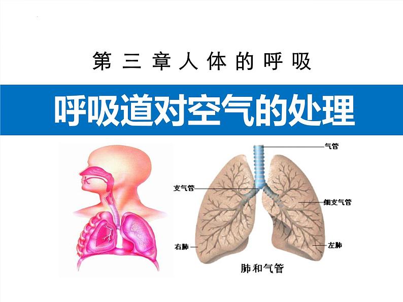 4.3.1呼吸道对空气的处理课件2023--2024学年人教版生物七年级下册第3页