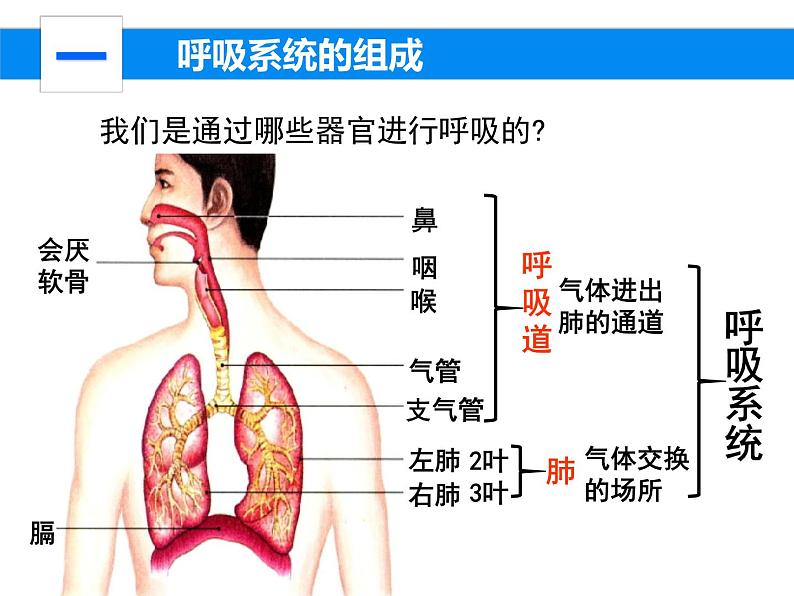 4.3.1呼吸道对空气的处理课件2023--2024学年人教版生物七年级下册第4页