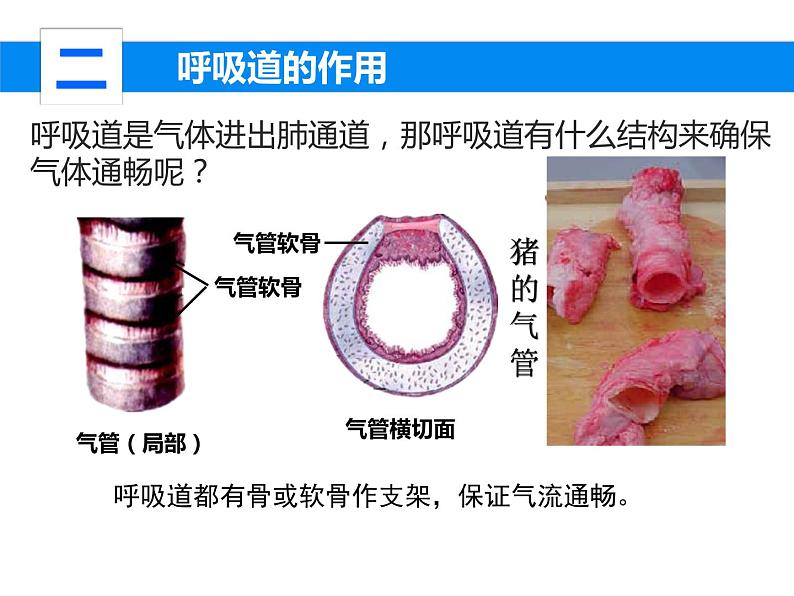 4.3.1呼吸道对空气的处理课件2023--2024学年人教版生物七年级下册第5页