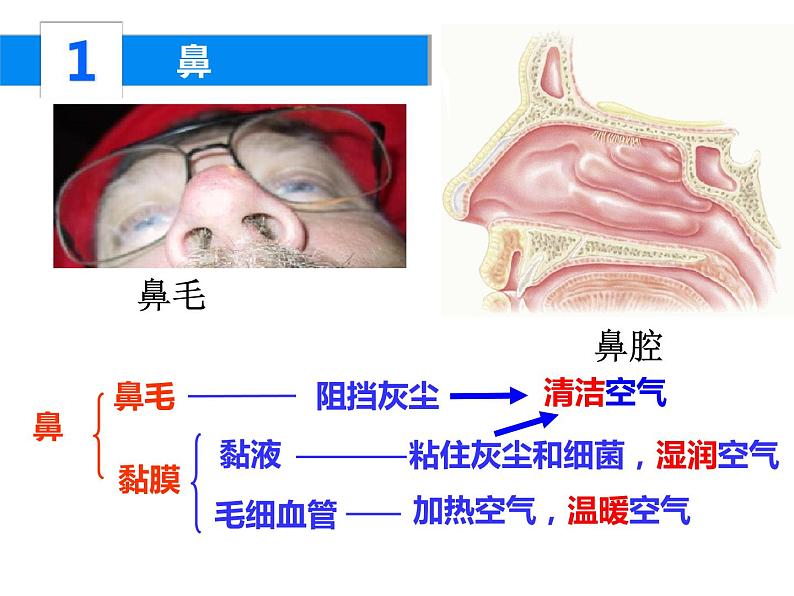 4.3.1呼吸道对空气的处理课件2023--2024学年人教版生物七年级下册第7页