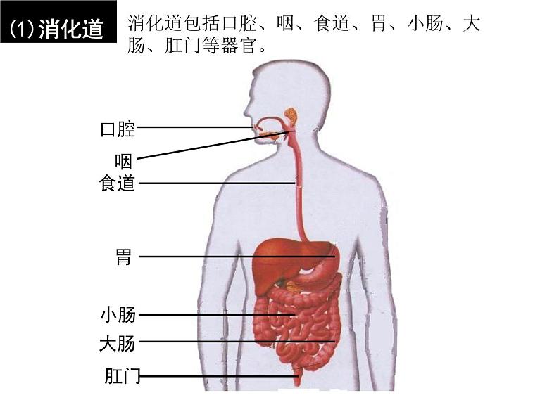 4.2.2消化和吸收课件2023--2024学年人教版生物七年级下册第6页