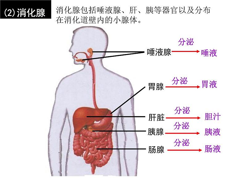 4.2.2消化和吸收课件2023--2024学年人教版生物七年级下册第7页