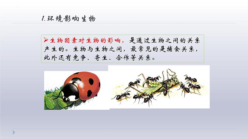 1.2.2++生物与环境组成生态系统++课件-2023-2024学年人教版生物七年级上册第5页