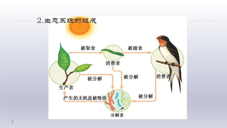 1.2.2++生物与环境组成生态系统++课件-2023-2024学年人教版生物七年级上册第8页