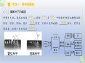 （通用版）中考生物一轮复习精讲课件专题05 被子植物的一生（含答案）