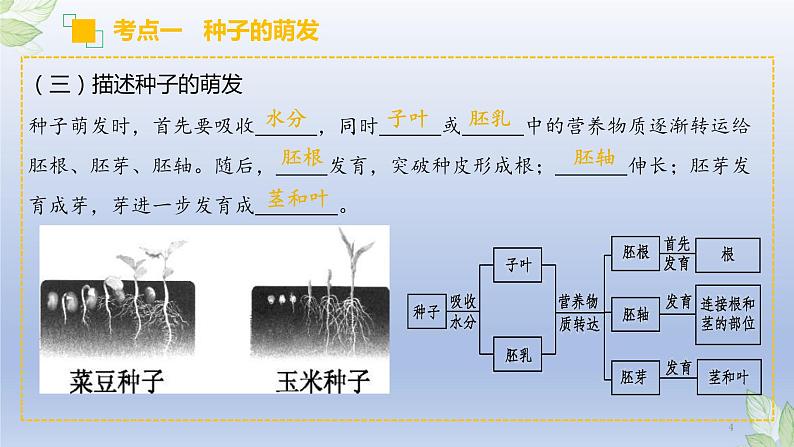 （通用版）中考生物一轮复习精讲课件专题05 被子植物的一生（含答案）04