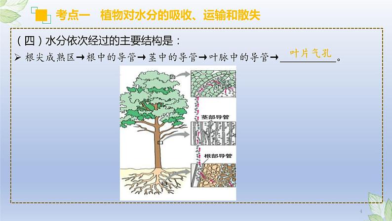 （通用版）中考生物一轮复习精讲课件专题06 绿色植物与生物圈的水循环（含答案）第4页