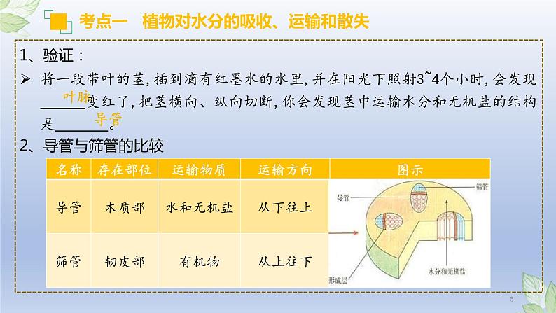 （通用版）中考生物一轮复习精讲课件专题06 绿色植物与生物圈的水循环（含答案）第5页