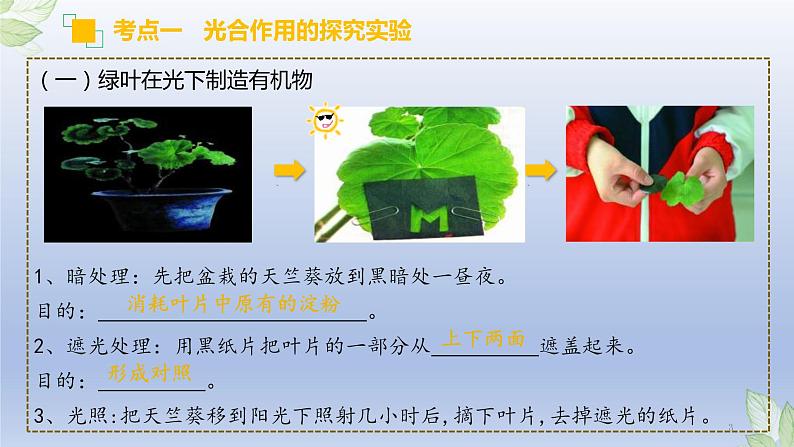 （通用版）中考生物一轮复习精讲课件专题07 绿色植物的光合作用（含答案）第3页