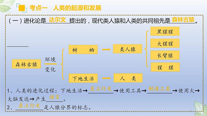 （通用版）中考生物一轮复习精讲课件专题09 人的由来（含答案）03