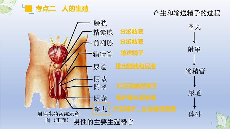 （通用版）中考生物一轮复习精讲课件专题09 人的由来（含答案）08