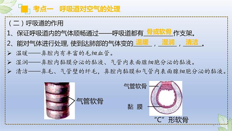 （通用版）中考生物一轮复习精讲课件专题11 人体的呼吸（含答案）04