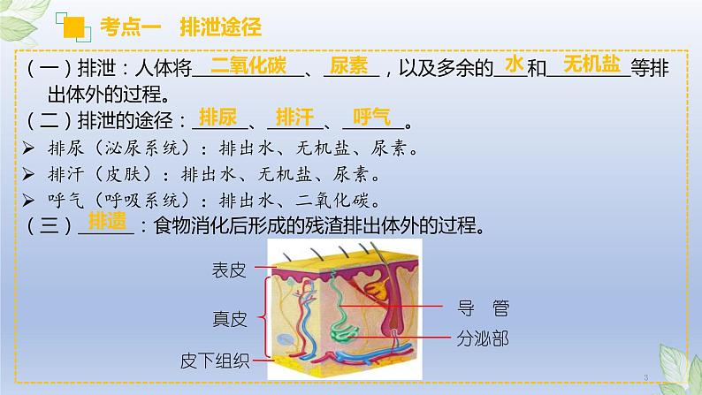 （通用版）中考生物一轮复习精讲课件专题13 人体内废物的排出（含答案）第3页