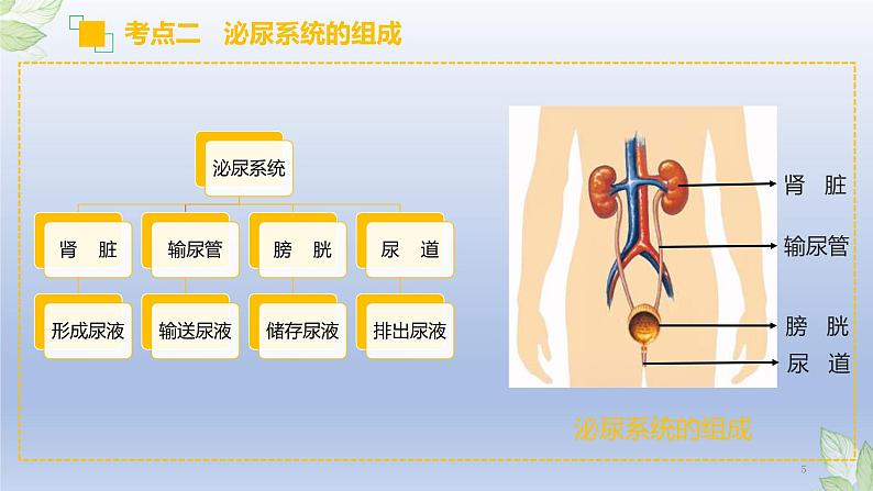 （通用版）中考生物一轮复习精讲课件专题13 人体内废物的排出（含答案）第5页