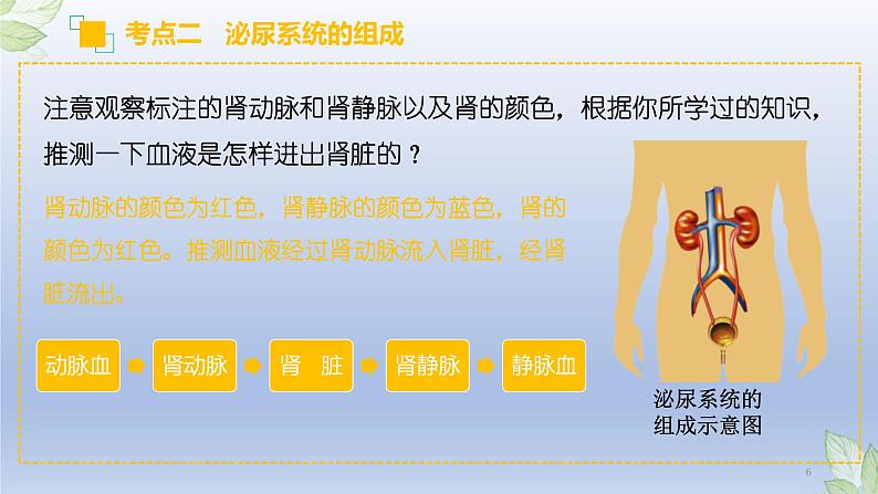 （通用版）中考生物一轮复习精讲课件专题13 人体内废物的排出（含答案）第6页