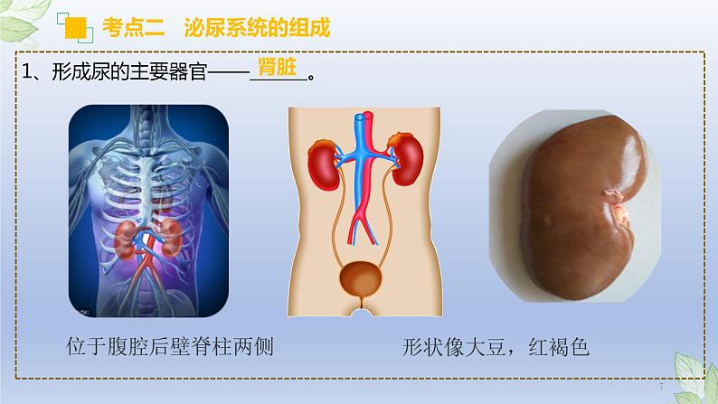 （通用版）中考生物一轮复习精讲课件专题13 人体内废物的排出（含答案）第7页