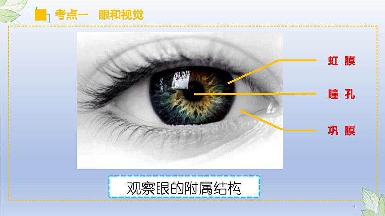 （通用版）中考生物一轮复习精讲课件专题14 人体生命活动的调节（含答案）04