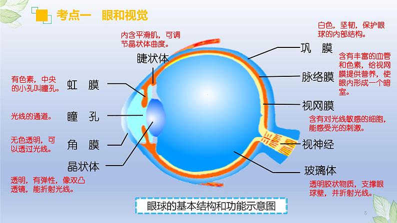 （通用版）中考生物一轮复习精讲课件专题14 人体生命活动的调节（含答案）05