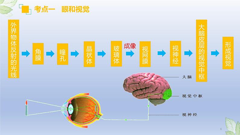 （通用版）中考生物一轮复习精讲课件专题14 人体生命活动的调节（含答案）06