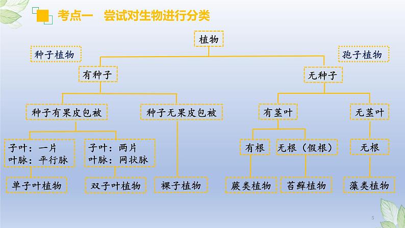 （通用版）中考生物一轮复习精讲课件专题18 生物的多样性及其保护（含答案）第5页