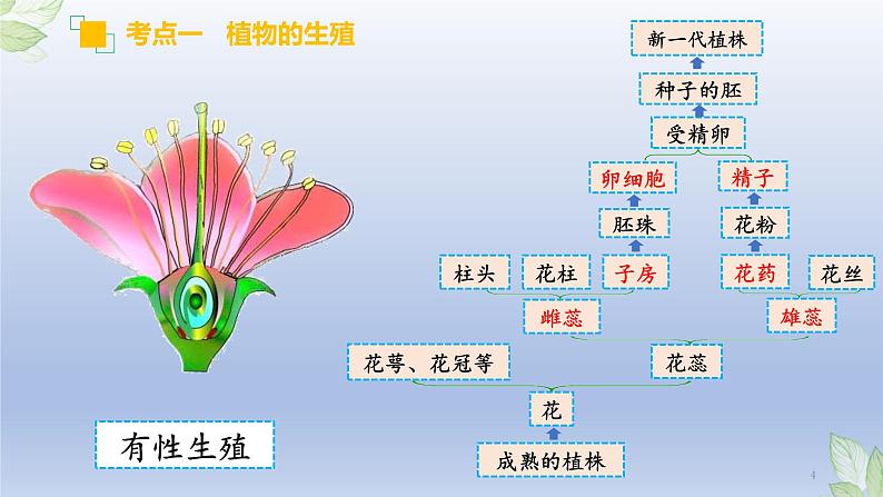 （通用版）中考生物一轮复习精讲课件专题19 生物的生殖和发育（含答案）第4页