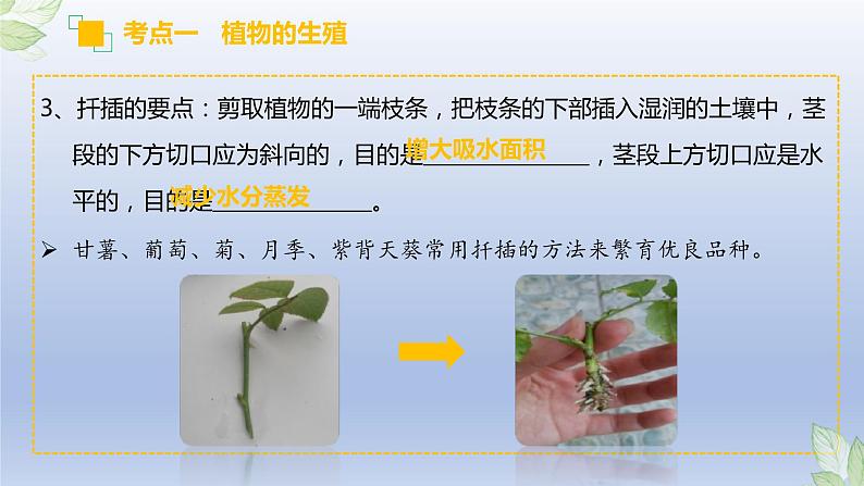 （通用版）中考生物一轮复习精讲课件专题19 生物的生殖和发育（含答案）第6页