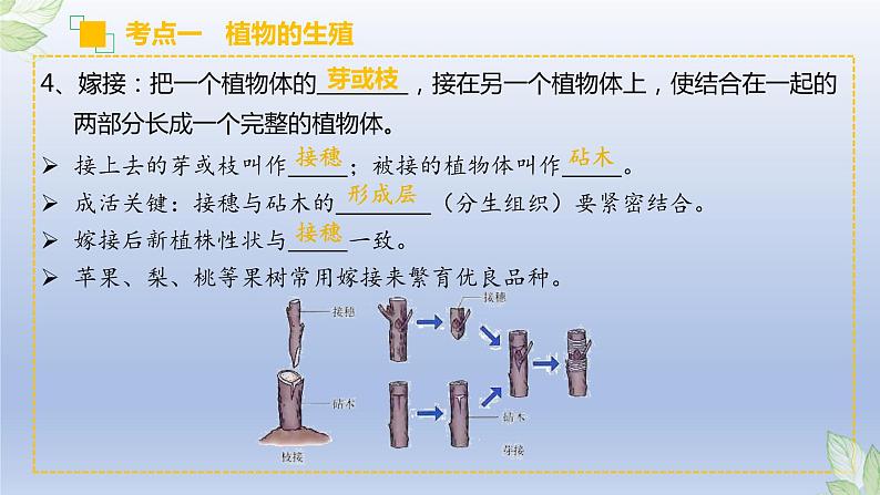 （通用版）中考生物一轮复习精讲课件专题19 生物的生殖和发育（含答案）第7页