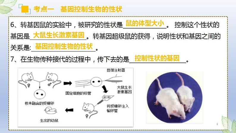 （通用版）中考生物一轮复习精讲课件专题20 生物的遗传和变异（含答案）第4页